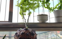 Chồng chê cây của vợ là “đống đá kỳ dị”, cư dân mạng liền phản pháo: “Không hiểu thì đừng nói nhảm!”