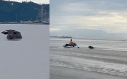 Cảnh tượng lạ ở biển Cửa Lò, ngư dân và lực lượng chức năng hợp sức giải quyết