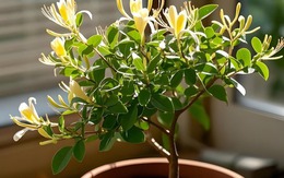 6 loài cây thầy thuốc khen ngợi, thầy phong thủy cũng tán thành, trồng trong nhà CỰC TỐT!