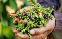 Bất ngờ giá hồ tiêu Việt Nam