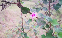 Loài cây "đáng ghét" trong mắt nông dân, nay nửa triệu/1 kg