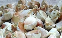 6 loại tỏi ngay cả người bán cũng chẳng dám ăn: Nhiều người vẫn vô tư mua về nấu cho cả nhà! 6 loại tỏi ngay cả người bán cũng chẳng dám ăn: Nhiều người vẫn vô tư mua về nấu cho cả nhà!
