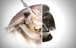 Lần đầu tìm thấy loài vật hiếm chỉ có ở Việt Nam: Kích thước lớn nhất thế giới, nguồn gốc tiến hóa bí ẩn