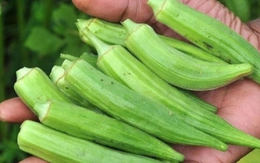 Loại 'nhân sâm xanh' rẻ tiền giúp đẹp da, giảm cân, bảo vệ tim mạch