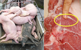 Dịch tả lợn châu Phi đang diễn biến phức tạp, đi chợ thấy thịt có 4 dấu hiệu này dù "rẻ bèo" cũng không mua Dịch tả lợn châu Phi đang diễn biến phức tạp, đi chợ thấy thịt có 4 dấu hiệu này dù "rẻ bèo" cũng không mua