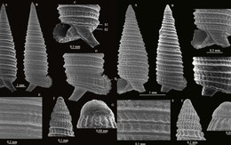 3 năm miệt mài, các nhà khoa học Việt Nam phát hiện hai “kho báu sống” dưới đáy biển