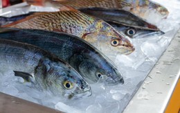 Ăn cá biển tự câu mỗi ngày, người đàn ông bàng hoàng nhận tin suy thận: “Sát thủ” ẩn mình trong cá