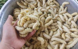 3 món đặc sản "ngọ nguậy" của Việt Nam khiến du khách nước ngoài khóc thét, người Việt lại mê tít