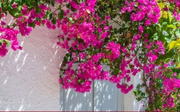 Ý nghĩa phong thủy của hoa giấy với nhiều điểm bất ngờ