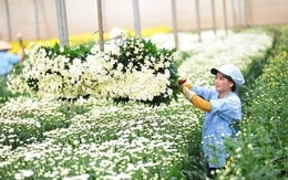 Lá tre bỗng dưng đắt khách, loài hoa dân dã trở thành 'ngôi sao'