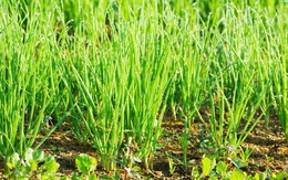 Loại rau mọc đầy đường được ví là “nhân sâm cho người nghèo”, nhiều người không biết mà bỏ phí Loại rau mọc đầy đường được ví là “nhân sâm cho người nghèo”, nhiều người không biết mà bỏ phí
