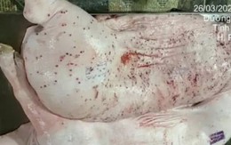 Vụ C.P bị tố bán heo bệnh: Cán bộ thú ý đóng dấu sai bị điều chuyển công tác