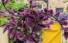 NASA khuyên trồng cây này trong nhà: Giúp loại bỏ Formaldehyde mà WHO công bố gây ung thư