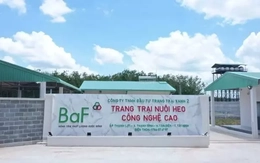 Doanh nghiệp chăn nuôi lãi 'khủng' bất chấp dịch tả lợn châu Phi Doanh nghiệp chăn nuôi lãi 'khủng' bất chấp dịch tả lợn châu Phi