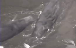 Mức độ kinh hoàng của sóng thần Nhật bản hiện tại: "Đánh bay" 4 con cá voi dạt vào bờ