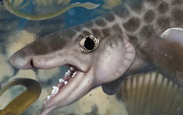 Cá mập 340 triệu tuổi lộ diện trong hệ thống hang động dài nhất thế giới