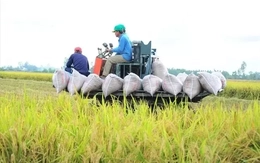 Thứ trưởng Nông nghiệp lo nông sản Việt 'vấp' ở thị trường lớn