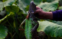 Treo thưởng hơn 300 triệu đồng bắt loài xâm lấn gây hại, người dân đổ xô tham gia săn lùng