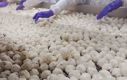 Thái Lan bất ngờ săn lùng một mặt hàng ngon, bổ, rẻ từ Việt Nam: Từ Á đến Âu đều ưa chuộng, thu về hơn 160 triệu USD kể từ đầu năm Thái Lan bất ngờ săn lùng một mặt hàng ngon, bổ, rẻ từ Việt Nam: Từ Á đến Âu đều ưa chuộng, thu về hơn 160 triệu USD kể từ đầu năm