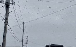 Chim bay bất thường đầy trời tại Nhật Bản khi động đất 8,8 độ richter xảy ra