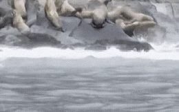 Hiện tượng bất thường: Sư tử biển lao xuống biển hàng loạt khi động đất 8,8 độ xảy ra tại Nga