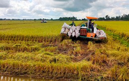 Mặt hàng kiếm 5,6 tỷ đô của Việt Nam có cách giảm mạnh phát thải, dân lãi đậm gần nửa lượng vàng/hecta