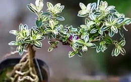 6 cây bonsai phong thủy nên trồng trong phòng khách – tụ vượng khí, giữ tài lộc, nhà càng ở càng thịnh