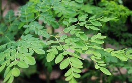 Việt Nam có 1 loại "lá trường thọ", được Mỹ đánh giá tốt hơn cả trà xanh: Từ rễ đến ngọn đều là thuốc, bổ ngang tổ yến nhân sâm Việt Nam có 1 loại "lá trường thọ", được Mỹ đánh giá tốt hơn cả trà xanh: Từ rễ đến ngọn đều là thuốc, bổ ngang tổ yến nhân sâm