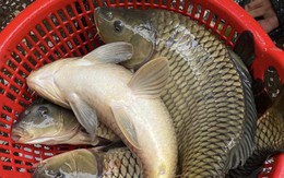 Loại cá Việt giá chỉ bằng 1/5 cá hồi nhưng giàu protein hơn, lọt top thực phẩm tốt cho sức khỏe!