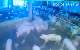Đàn lợn sắp xuất chuồng bị điện giật chết, chủ trang trại thiệt hại hàng trăm triệu đồng Đàn lợn sắp xuất chuồng bị điện giật chết, chủ trang trại thiệt hại hàng trăm triệu đồng