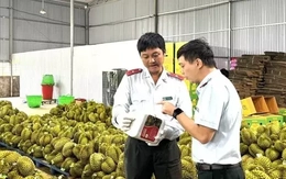 Mời chuyên gia Trung Quốc kiểm tra thực địa sầu riêng, gỡ vướng cho xuất khẩu