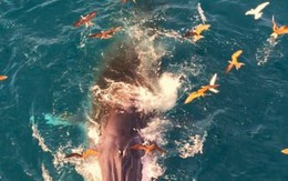 Phát hiện thêm cá voi tung vũ điệu săn mồi tại vùng biển Nhơn Lý của Gia Lai