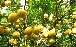 6 cây ăn quả "hút lộc" cho chủ: Cây càng thịnh thì người càng vượng