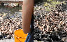 Video du khách cho cá ăn khiến hơn 10 triệu người "nổi da gà rần rần", hội sợ lỗ chỉ biết khóc thét