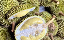 Sầu riêng giống cổ Chuồng Bò, Sáu Hữu bất ngờ được chuộng