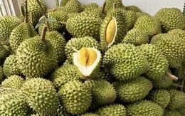 Sầu riêng Việt đón chuyên gia Trung Quốc: Cú hích xuất khẩu, "mở khóa" thị trường tỷ đô