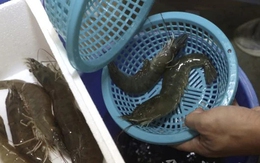 Có thừa tiền ra chợ thấy 5 kiểu tôm này cũng KHÔNG mua: Toàn là mầm bệnh!