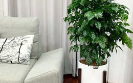 Phòng khách đặt đúng 4 cây này, tiền vào như nước sông Đà, vận đỏ như son Phòng khách đặt đúng 4 cây này, tiền vào như nước sông Đà, vận đỏ như son
