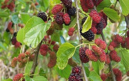 4 loại cây trồng trước nhà thì xui đủ đường, chuyển ra sau lại vững vàng vận khí