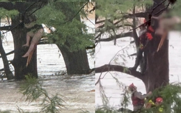 Cô gái bị lũ quét cuốn trôi 32km được tìm thấy trong tình cảnh gây sốc