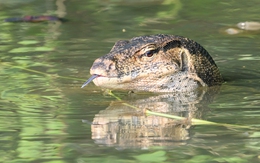 Loài kỳ đà lớn thứ 2 thế giới ở Việt Nam: Dài hơn cả một chiếc bàn ăn, bơi như cá, leo như khỉ