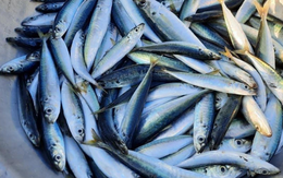 Loài cá bình dân bổ ngang nhân sâm tổ yến, đi chợ mà thấy là phải mua ngay