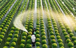 Doanh nghiệp Brazil – Nhật muốn đưa Việt Nam thành “cứ điểm” phát triển nông nghiệp công nghệ cao ở châu Á Doanh nghiệp Brazil – Nhật muốn đưa Việt Nam thành “cứ điểm” phát triển nông nghiệp công nghệ cao ở châu Á