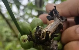 Cà phê rụng quả sau bón phân NPK, Lâm Đồng đề nghị tạm ngưng tiêu thụ 150 tấn phân bón Cà phê rụng quả sau bón phân NPK, Lâm Đồng đề nghị tạm ngưng tiêu thụ 150 tấn phân bón