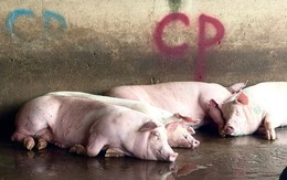 Bộ Công an làm rõ động cơ phát tán hình ảnh tố C.P. Việt Nam bán thịt heo bệnh