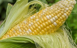 Bộ phận của ngô được Trung Quốc ví như “báu vật”: Giúp lọc mỡ máu tự nhiên, người Việt Nam dùng từ xưa