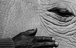 Loài vật quý hiếm bậc nhất hành tinh, cả thế giới chỉ có 2 cá thể còn sống