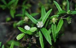 Việt Nam có loại cỏ mọc dại, người Ấn Độ gọi là "vua của các loại thảo mộc": Giảm mỡ máu, chống rụng tóc