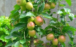 3 cây ăn quả trấn trạch chiêu tài, con cháu "đạp gió đông" phất lên nhanh chóng