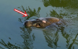 Loài vật khiến chuyên gia quốc tế, Việt Nam chạy đua với thời gian để cứu 2 cá thể cuối của thế giới